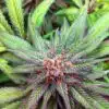 Burmese Kush Autoflowering Marijuana Seeds | Burmese Kush Strain | The Seed Fair