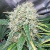 Buzz Bomb Feminized Cannabis Seeds | Buzz Bomb Strain | The Seed Fair