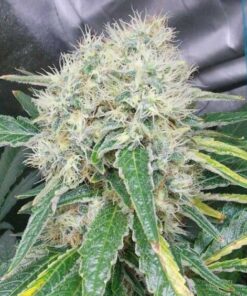 Buzz Bomb Feminized Cannabis Seeds | Buzz Bomb Strain | The Seed Fair