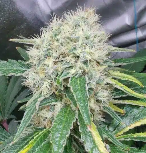 Buzz Bomb Feminized Cannabis Seeds | Buzz Bomb Strain | The Seed Fair