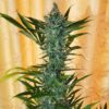Cafe Racer Feminized Cannabis Seeds | Cafe Racer Strain | The Seed Fair