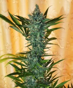 Cafe Racer Feminized Cannabis Seeds | Cafe Racer Strain | The Seed Fair