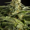 California Hash Plant Feminized Cannabis Seeds | The Seed Fair