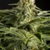 California Hash Plant Graines de cannabis féminisées | The Seed Fair