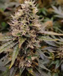 Canuk Cookies Feminized Cannabis Seeds | Canuk Cookies Strain | The Seed Fair