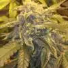 Caramel Ice Feminized Cannabis Seeds | Caramel Ice Strain | The Seed Fair