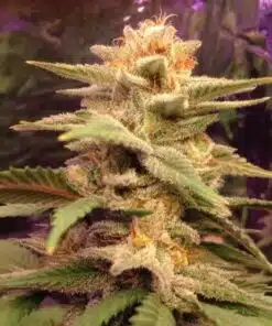 Caramelo Feminized Cannabis Seeds | Caramelo Feminized Strain | The Seed Fair