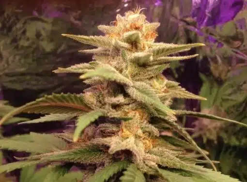 Caramelo Feminized Cannabis Seeds | Caramelo Feminized Strain | The Seed Fair