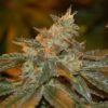 Cataract Kush AutoFlowering Marijuana Seeds | Cataract Kush Strain | The Seed Fair