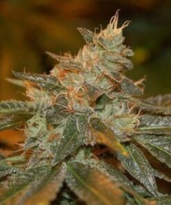 Cataract Kush AutoFlowering Marijuana Seeds | Cataract Kush Strain | The Seed Fair