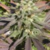 CBD - Enriched Warlock Feminized Cannabis Seeds | The Seed Fair