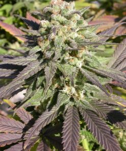 CBD - Enriched Warlock Feminized Cannabis Seeds | The Seed Fair