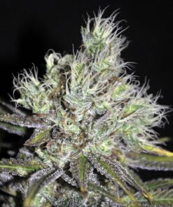 CBD Medi Haze Feminized Cannabis Seeds | CBD Medi Strain | The Seed Fair