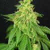 CBD Rene Feminized Cannabis Seeds | CBD Rene Strain | The Seed Fair