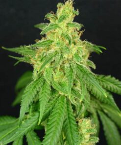CBD Rene Feminized Cannabis Seeds | CBD Rene Strain | The Seed Fair