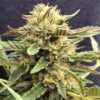 CBD Therapy Feminized Marijuana Seeds | CBD Therapy Strain | The Seed Fair