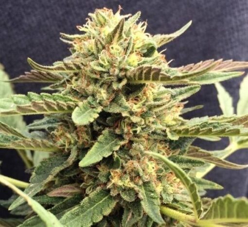 CBD Therapy Feminized Marijuana Seeds | CBD Therapy Strain | The Seed Fair