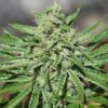 CBD Tonic Feminized Cannabis Seeds | CBD Tonic Strain | The Seed Fair