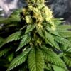 CBD Yummy Feminized Marijuana Seeds | CBD Yummy Strain | The Seed Fair