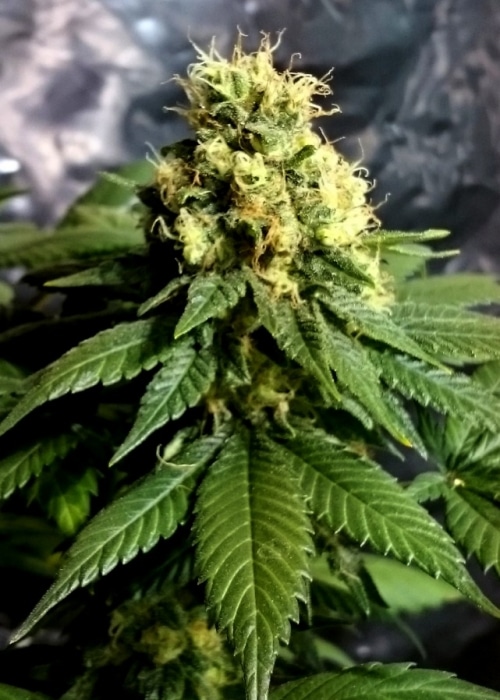 CBD Yummy Feminized Marijuana Seeds | CBD Yummy Strain | The Seed Fair