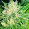 Charlie Sheen Autoflowering Marijuana Seeds | Charlie Sheen Strain | The Seed Fair