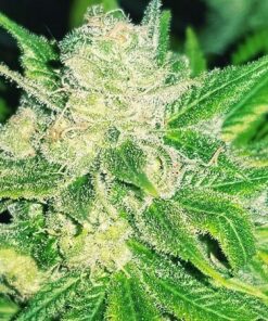 Charlie Sheen Autoflowering Marijuana Seeds | Charlie Sheen Strain | The Seed Fair