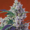 Chem Beyond Diesel CBD Feminized Cannabis Seeds | The Seed Fair