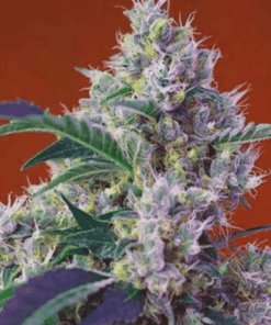 Chem Beyond Diesel CBD Feminized Cannabis Seeds | The Seed Fair