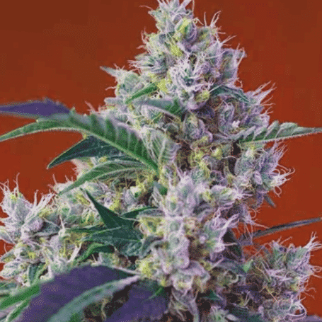 Chem Beyond Diesel CBD Feminized Cannabis Seeds | The Seed Fair
