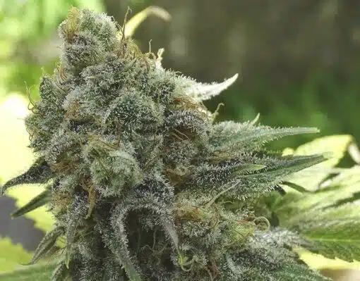 Cherry 18 Feminized Cannabis Seeds | Cherry 18 Strain | The Seed Fair