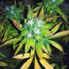 Chizpa by Zatu Feminized Cannabis Seeds | Chizpa Strain | The Seed Fair