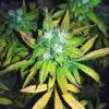Chizpa by Zatu Feminized Cannabis Seeds | Chizpa Strain | The Seed Fair