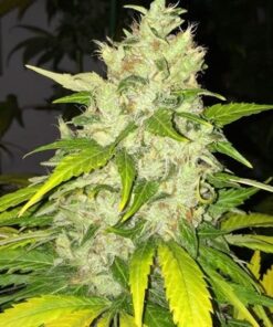 Chocolate Chunk Autoflowering Feminized Marijuana Seeds | The Seed Fair