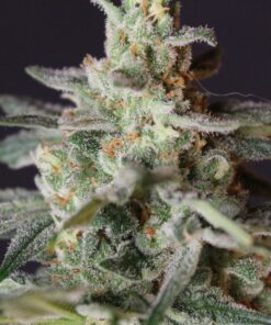 Citrus Skunk Feminized Cannabis Seeds | Citrus Skunk Strain | The Seed Fair