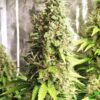 Claustrum Feminized Cannabis Seeds | Claustrum Strain | The Seed Fair
