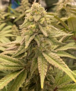 Coco Melon Feminized Cannabis Seeds | Coco Melon Strain | The Seed Fair