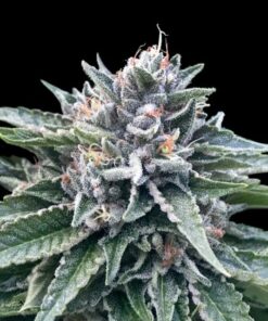 Collectors Pack Indica Feminized Cannabis Seeds | The Seed Fair
