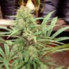 ComPassion Feminized Cannabis Seeds | ComPassion Strain | The Seed Fair