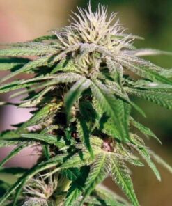 Congo Feminized Cannabis Seeds | Congo Feminized Strain | The Seed Fair