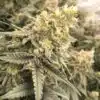 Conspiracy Kush Autoflowering Feminized Marijuana Seeds | Conspiracy | The Seed Fair