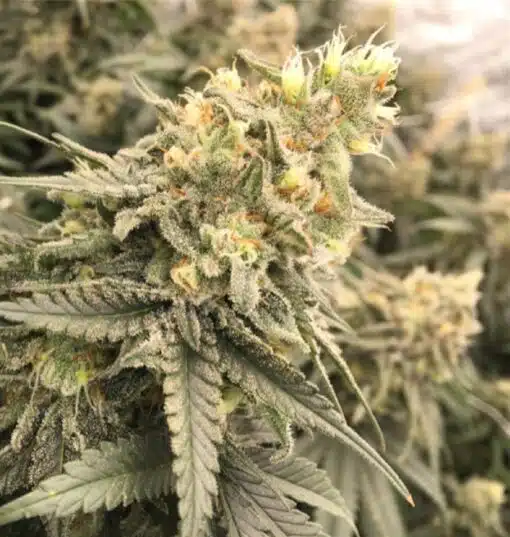 Conspiracy Kush Autoflowering Feminized Marijuana Seeds | Conspiracy | The Seed Fair
