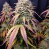 Cotton Candy Cane Feminized Cannabis Seeds | The Seed Fair