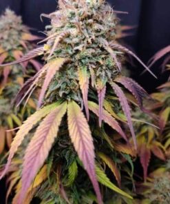 Cotton Candy Cane Feminized Cannabis Seeds | The Seed Fair