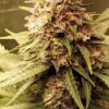Critical Daddy Purple Feminized Cannabis Seeds | The Seed Fair