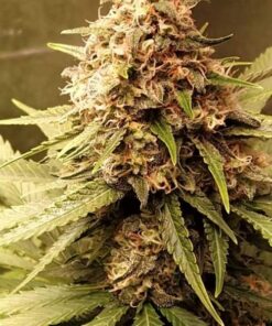 Critical Daddy Purple Feminized Cannabis Seeds | The Seed Fair