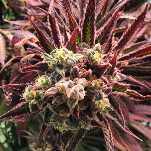 Crouching Tiger Hidden Alien Autoflowering Feminized Marijuana Seeds | The Seed Fair