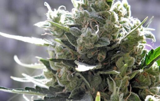 Crystal Candy Feminized Cannabis Seeds | Crystal Candy Strain | The Seed Fair