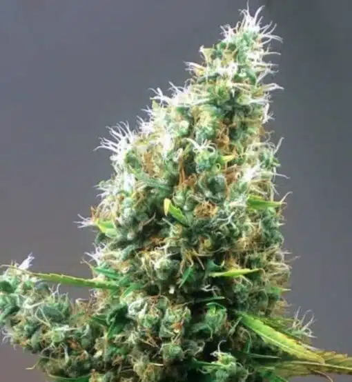 Cum Laude Feminized Cannabis Seeds | Cum Laude Strain | The Seed Fair