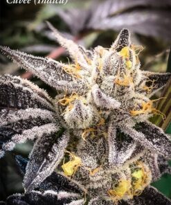 Cuvee Autoflowering Feminized Marijuana Seeds | Cuvee Autoflowering Strain | The Seed Fair