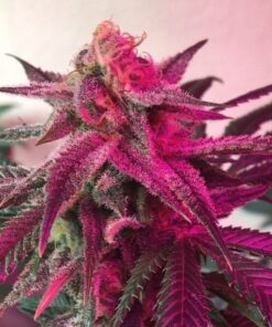 Dama Blanca Feminized Cannabis Seeds | Dama Blanca Strain | The Seed Fair